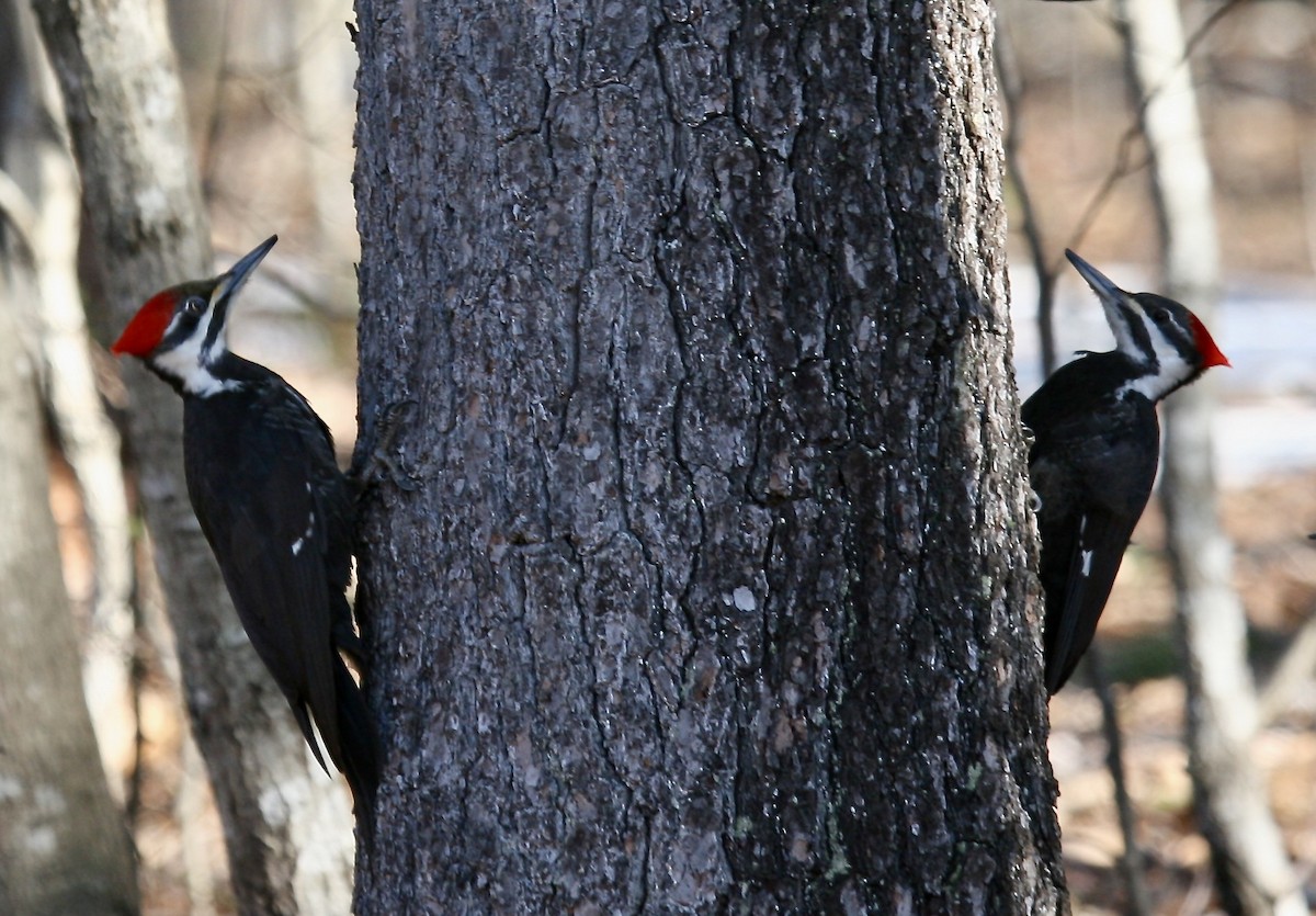 Pileated Woodpecker - ML631725066