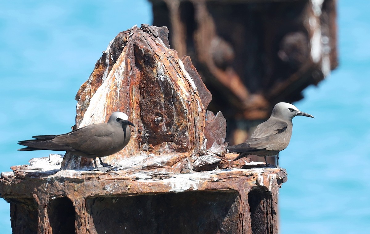 Brown Noddy - ML631725090