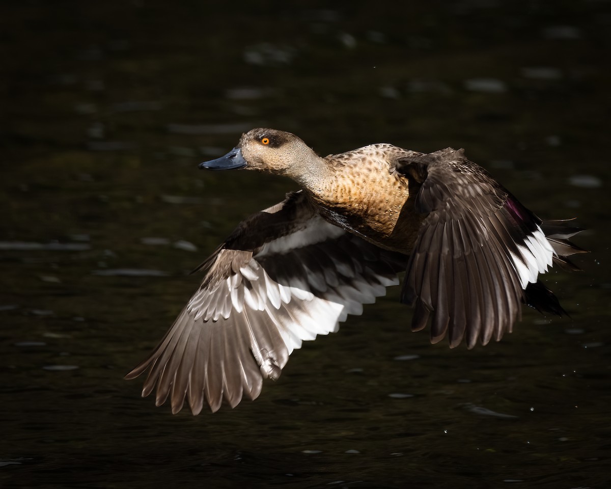 Crested Duck - ML631725144