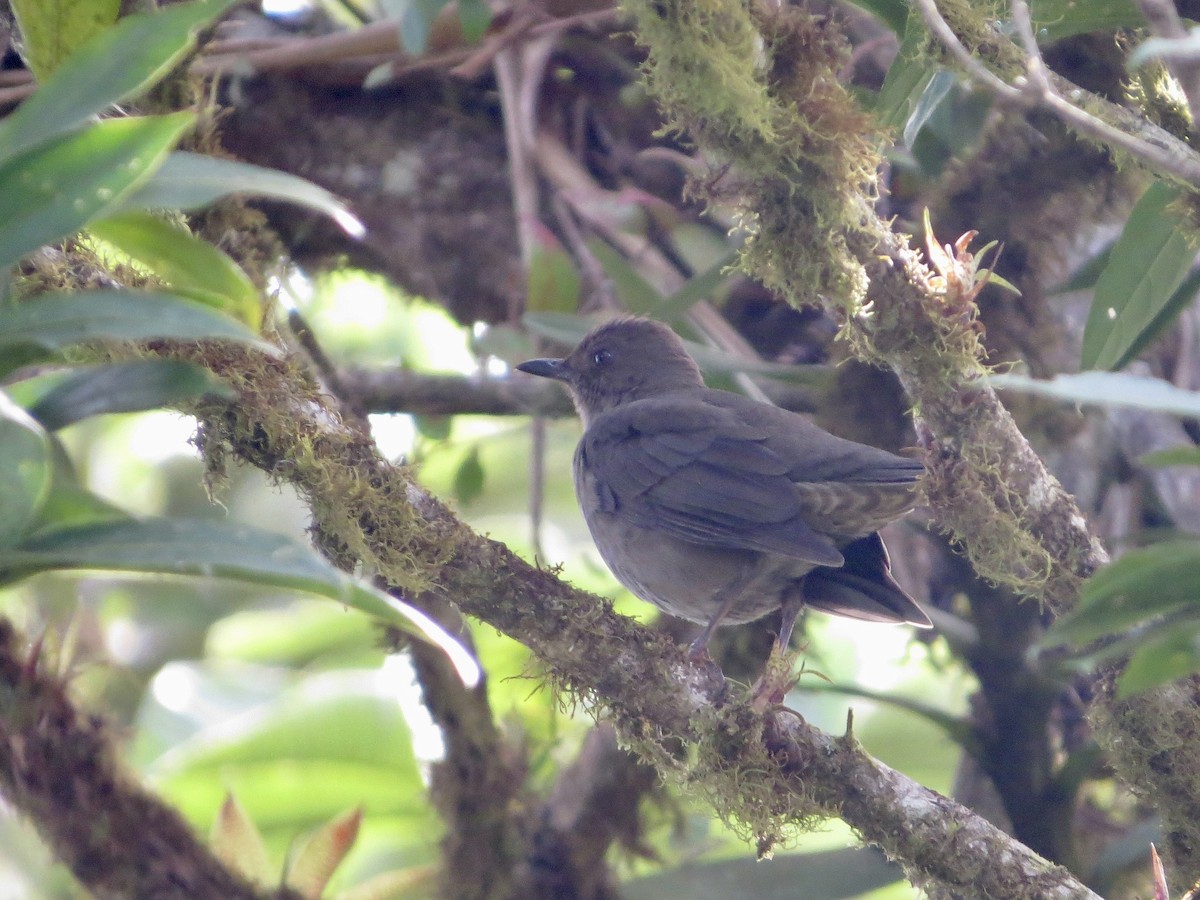 Mountain Thrush - ML631725169
