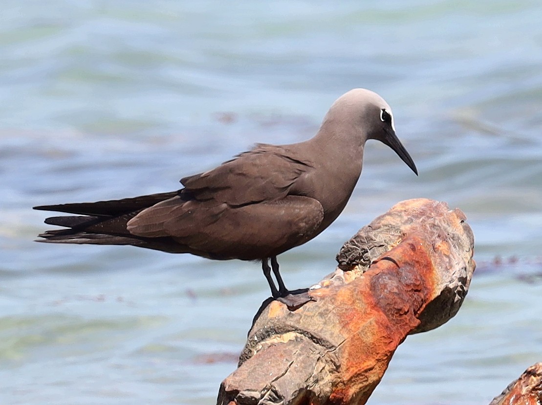 Brown Noddy - ML631725172