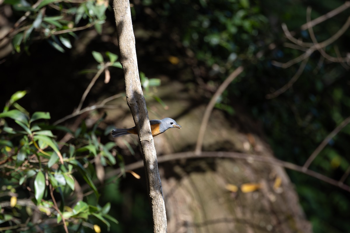 Black-faced Monarch - ML631725454