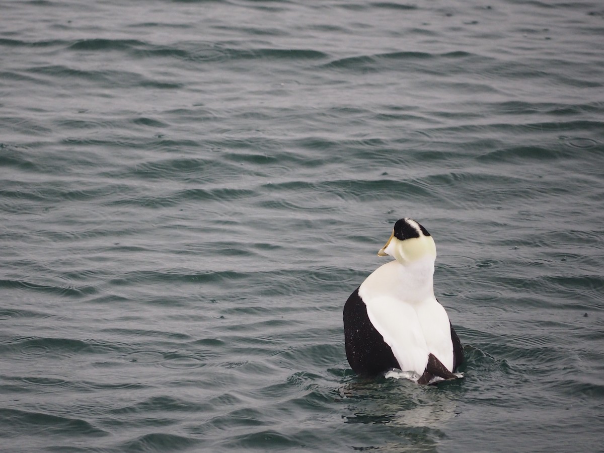 Common Eider (Dresser's) - ML631725524
