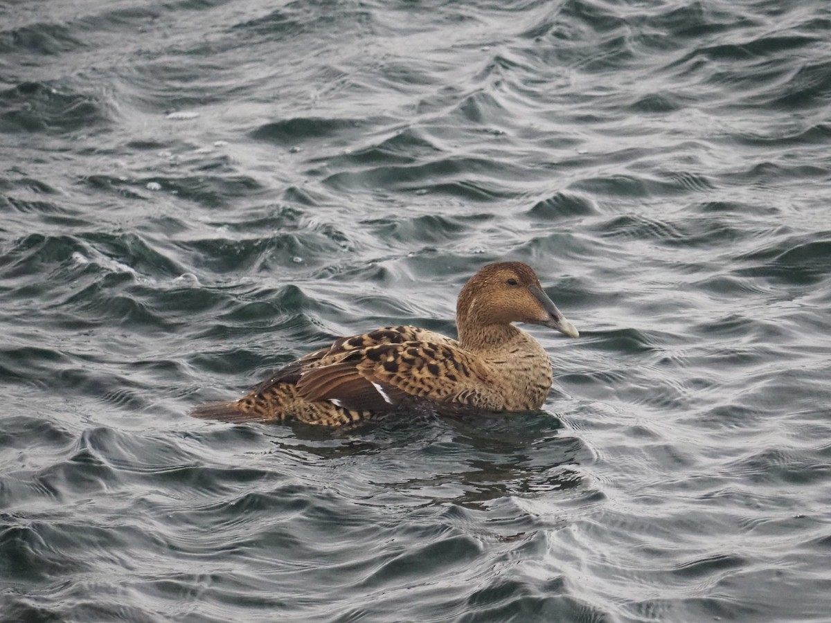 Common Eider (Dresser's) - ML631725525