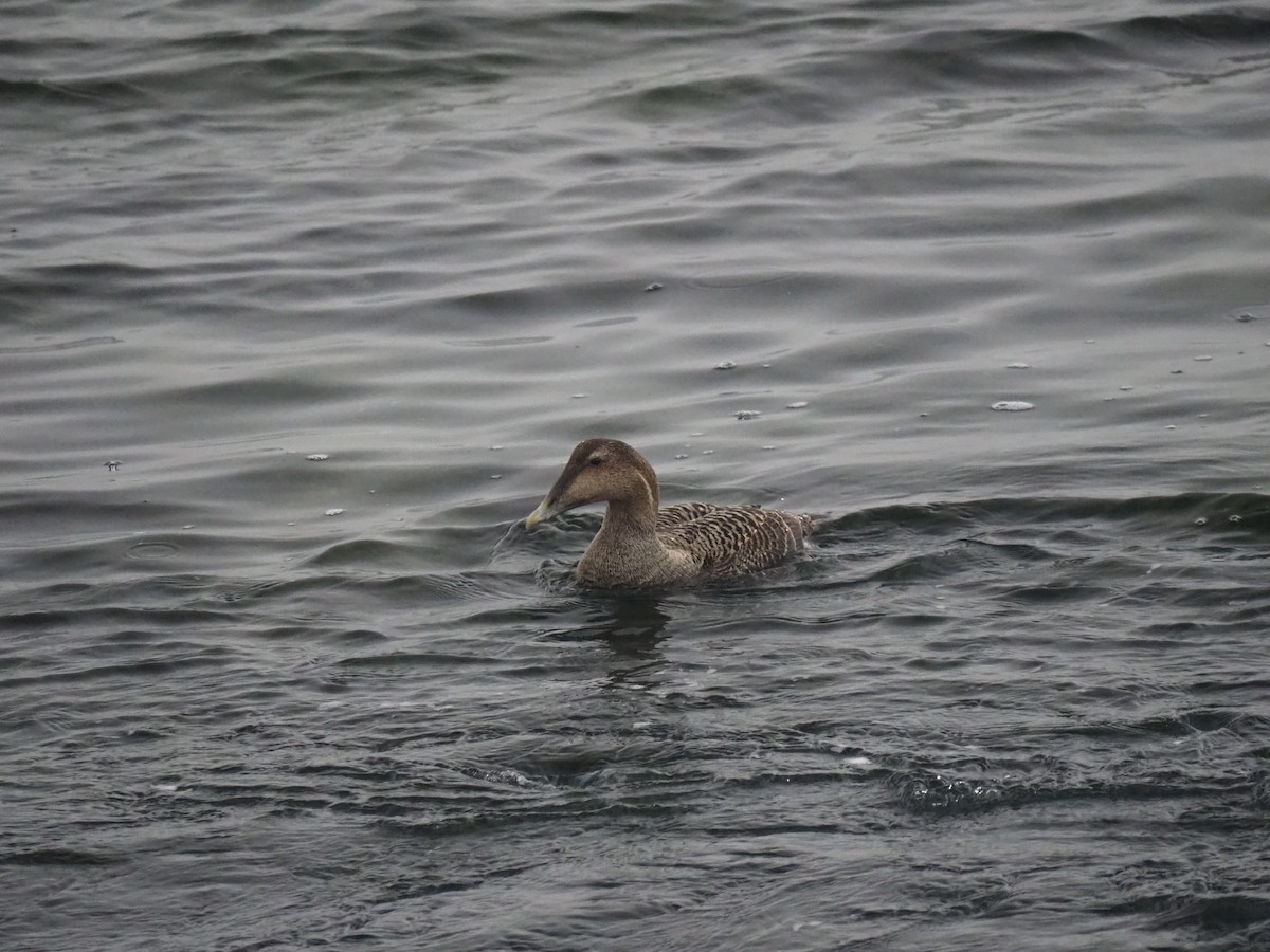 Common Eider (Northern) - ML631725532