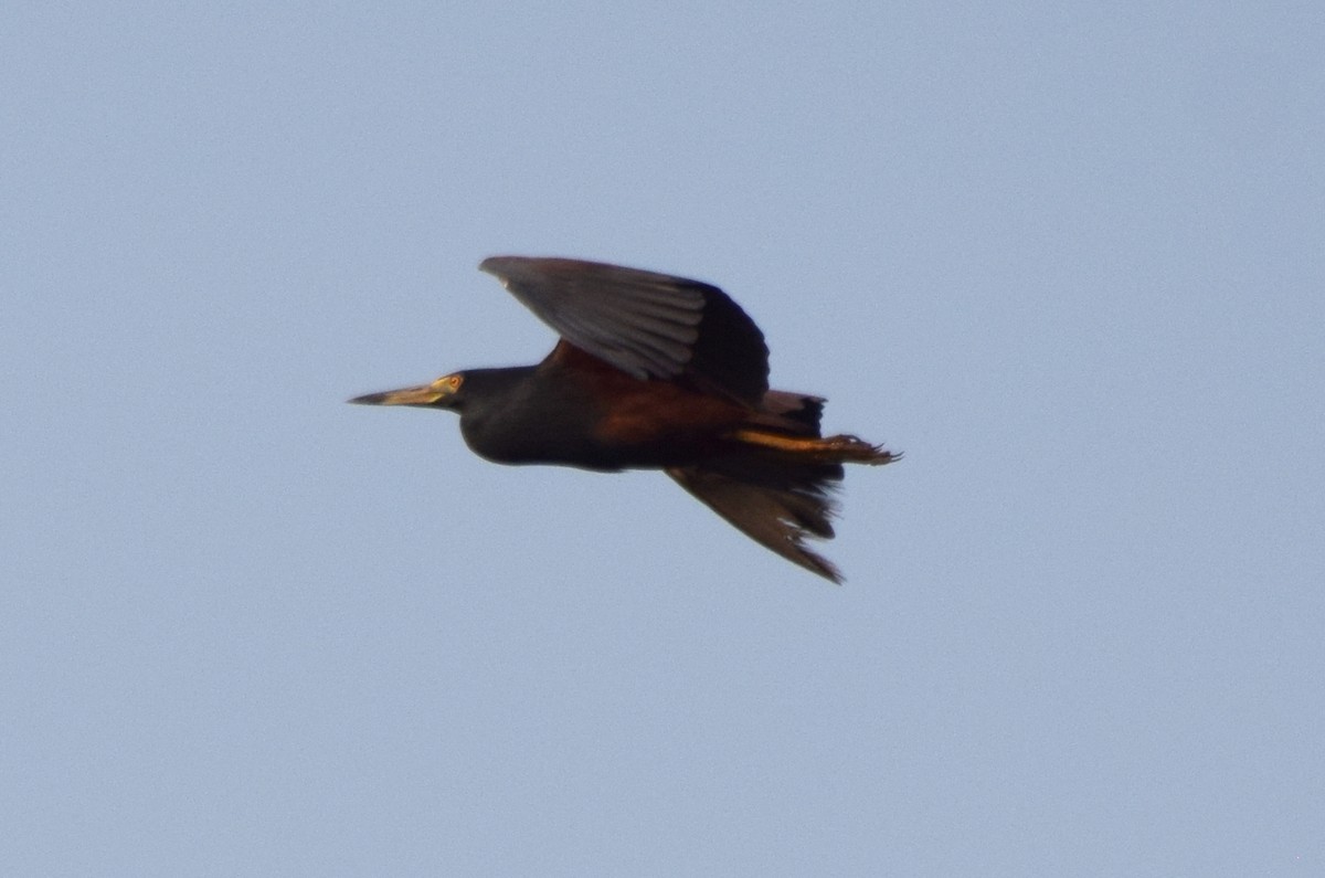 クロアマサギ - ML631725547