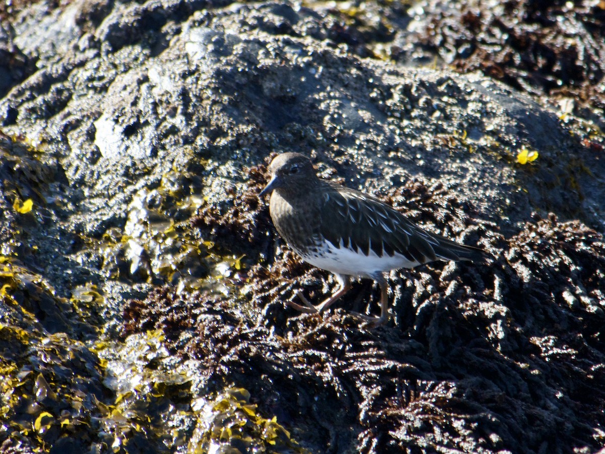 Black Turnstone - ML631725892