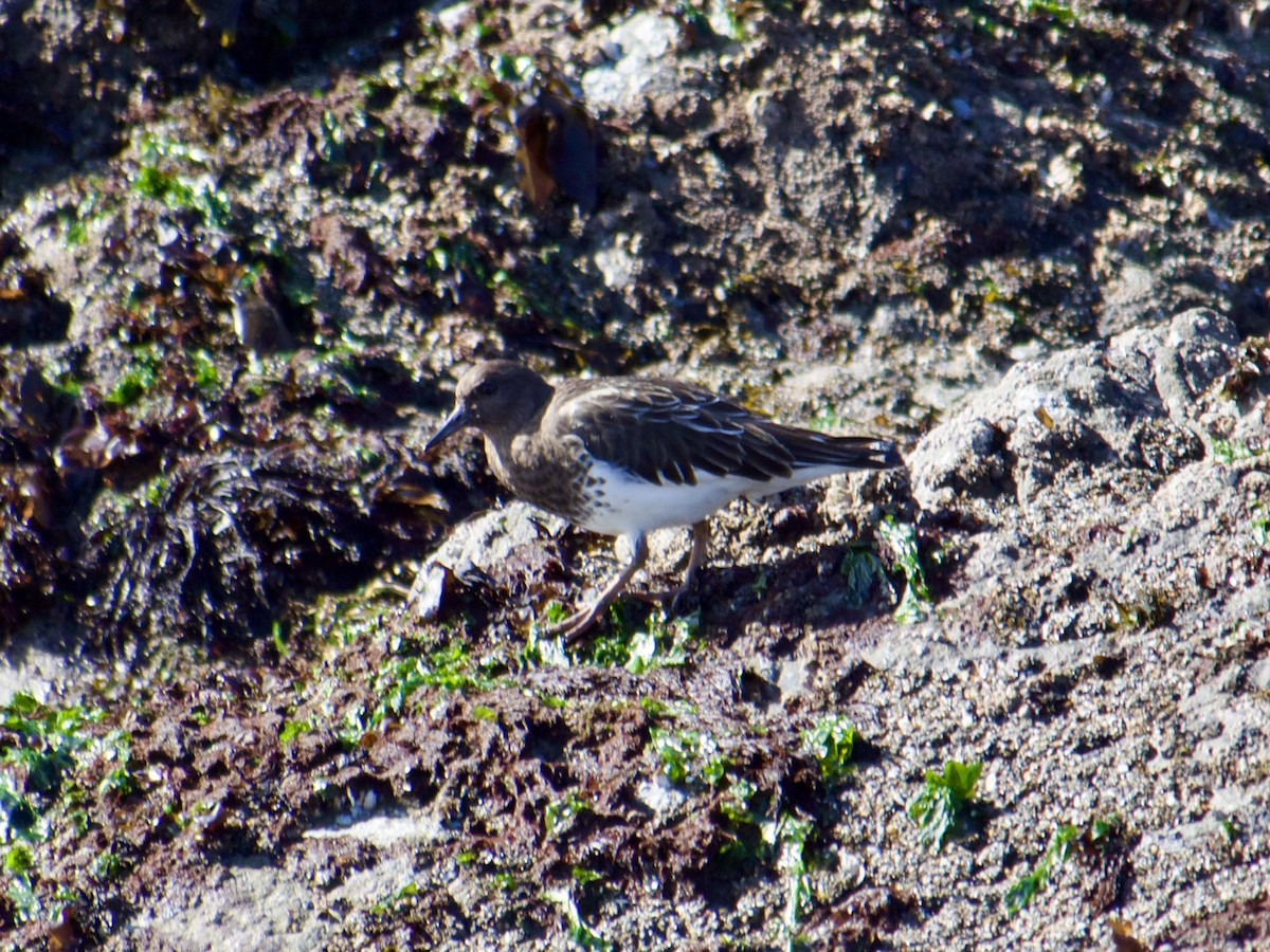 Black Turnstone - ML631725893