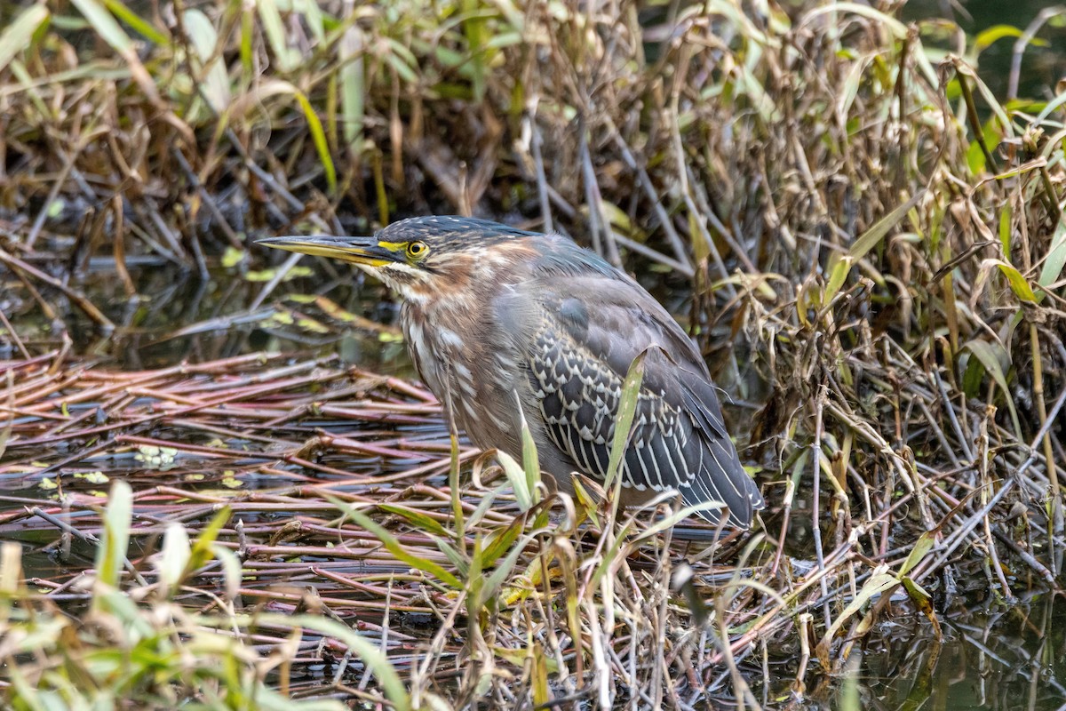 Green Heron - ML631725924