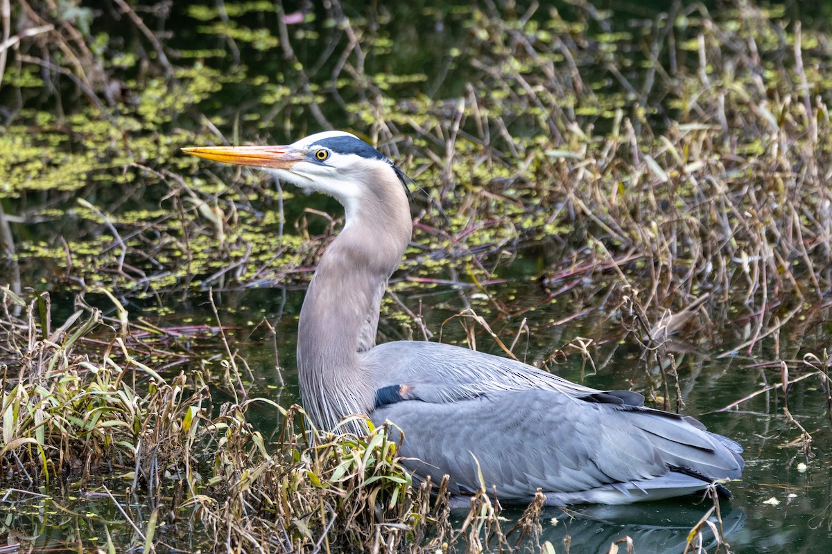 Great Blue Heron - ML631725937