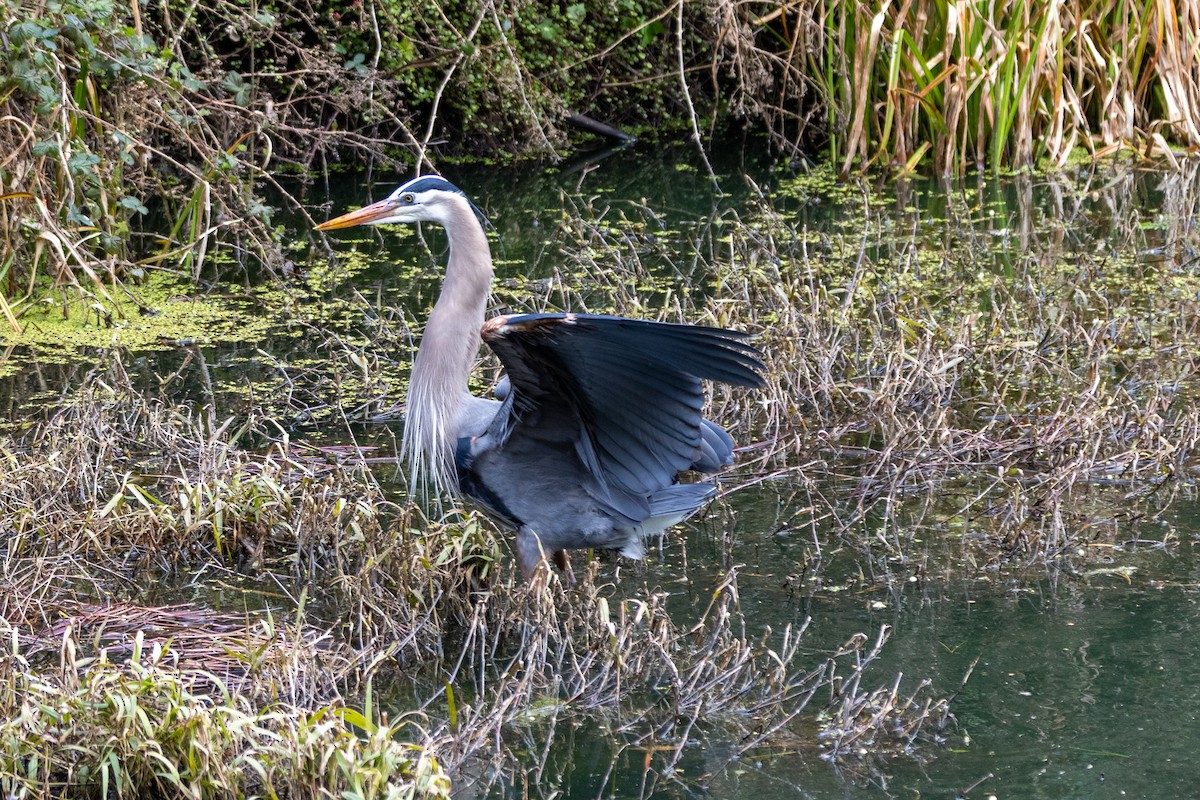 Great Blue Heron - ML631725958