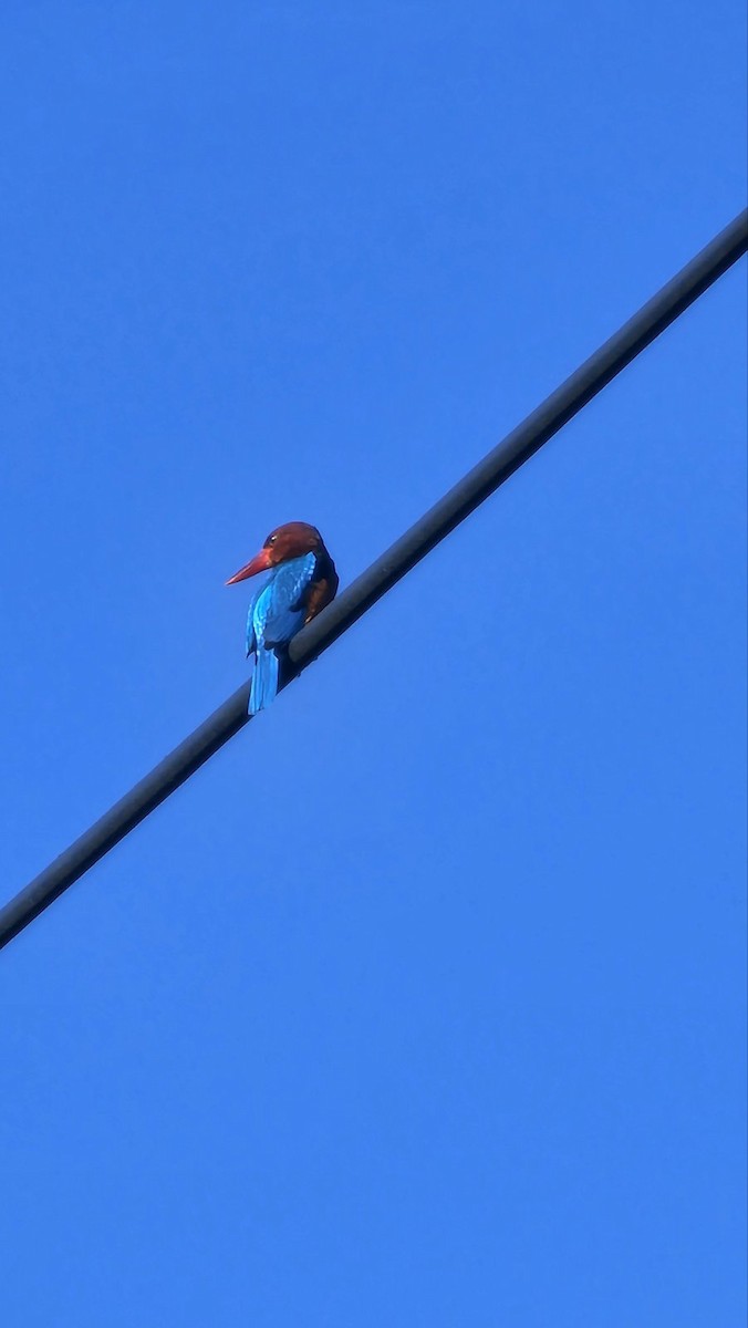 Brown-breasted Kingfisher - ML631725967