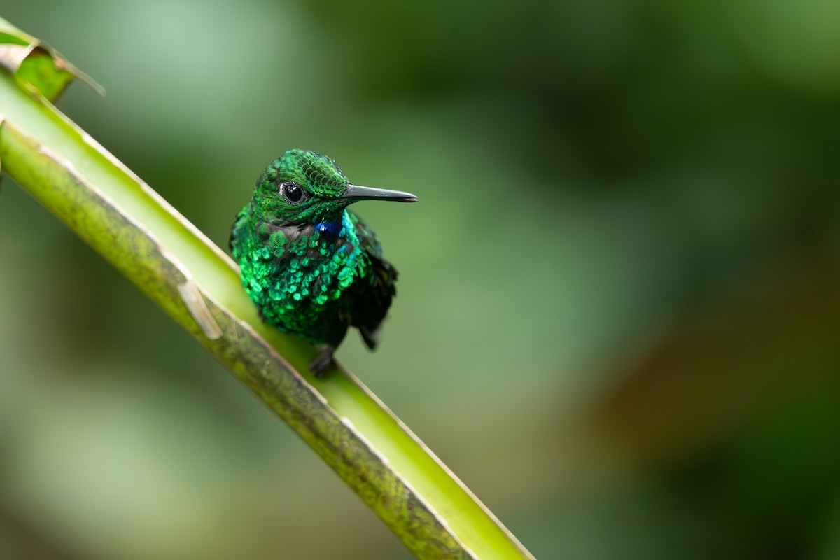 Green-crowned Brilliant - ML631726301