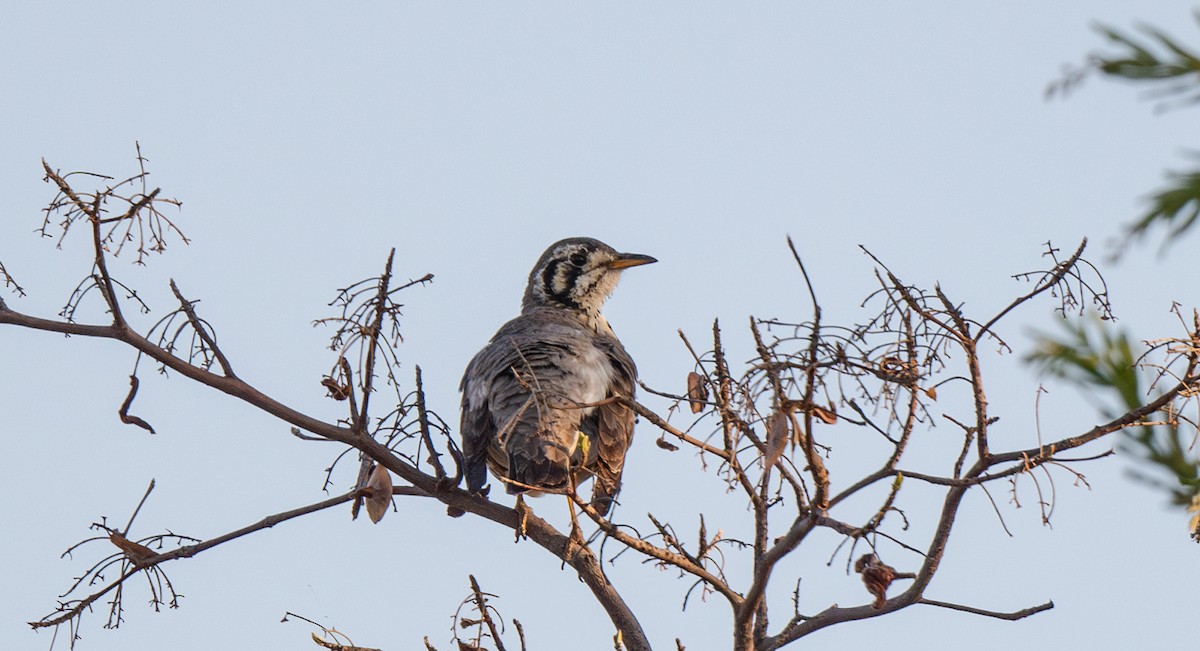 Groundscraper Thrush - ML631726367