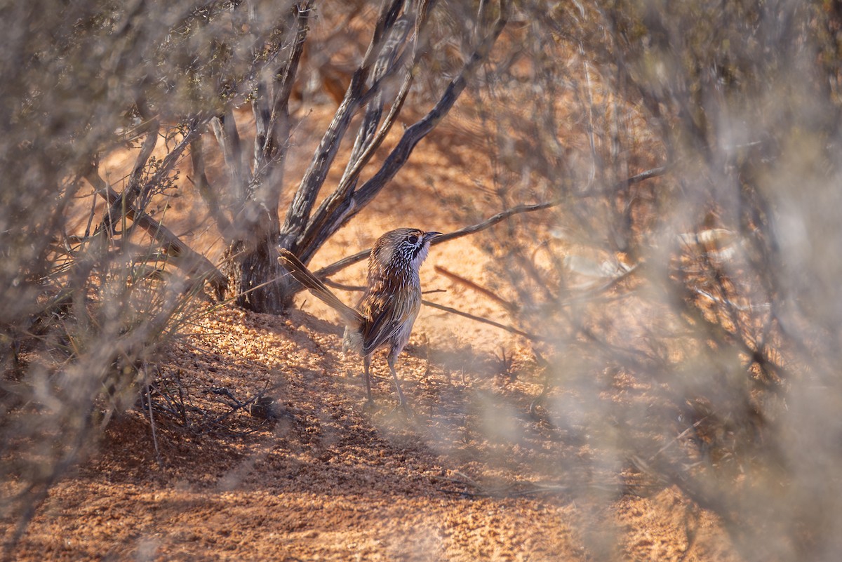 Sandhill Grasswren - ML631726405