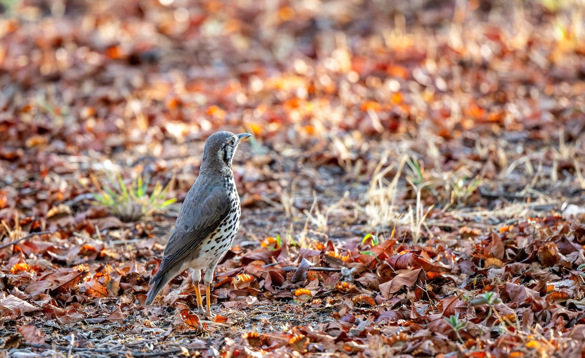 Groundscraper Thrush - ML631726443