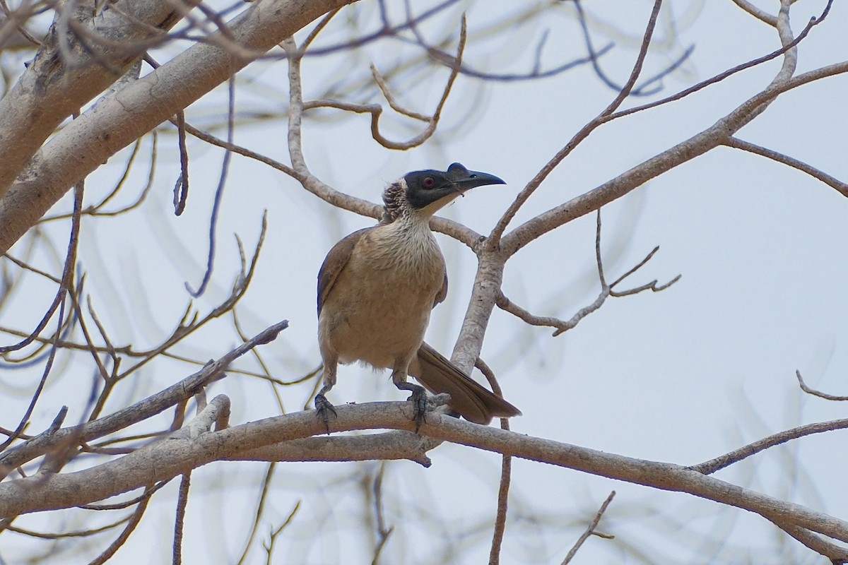 Silver-crowned Friarbird - ML631726733