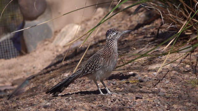 Greater Roadrunner - ML631726735