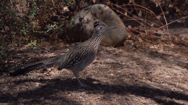 Greater Roadrunner - ML631726742