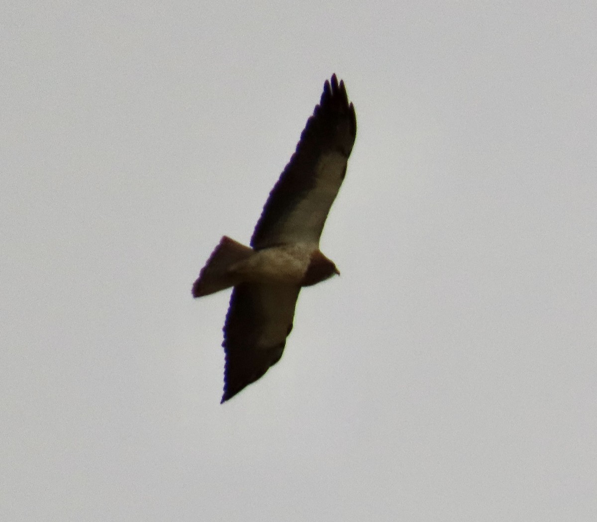 Swainson's Hawk - ML631726834