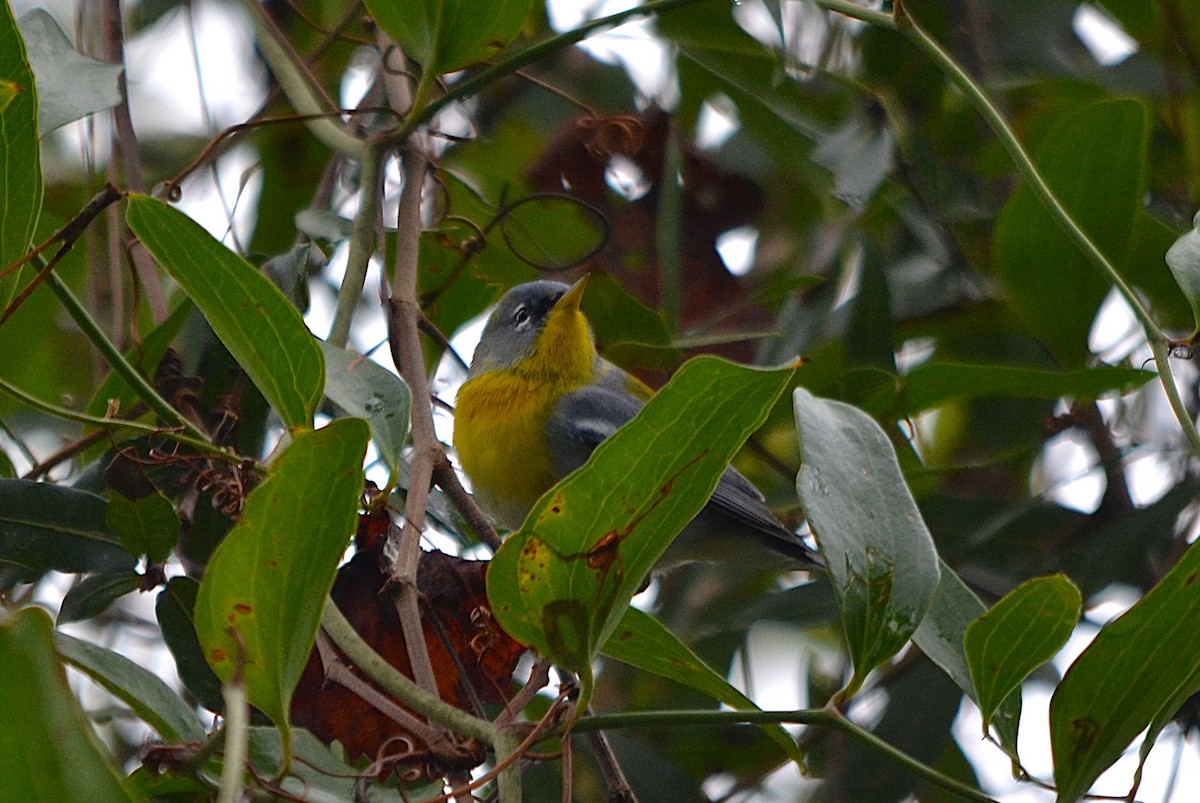 Northern Parula - ML631726836