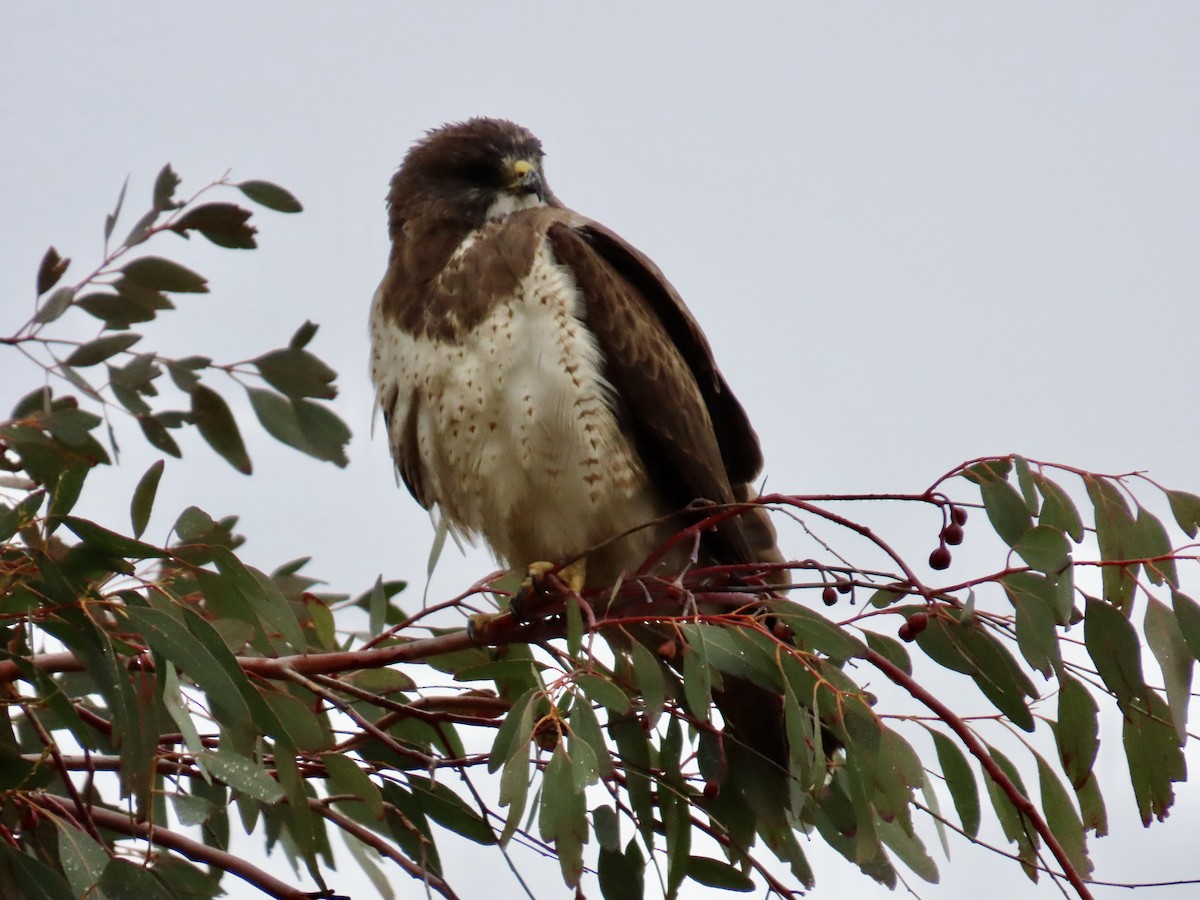 Swainson's Hawk - ML631726838