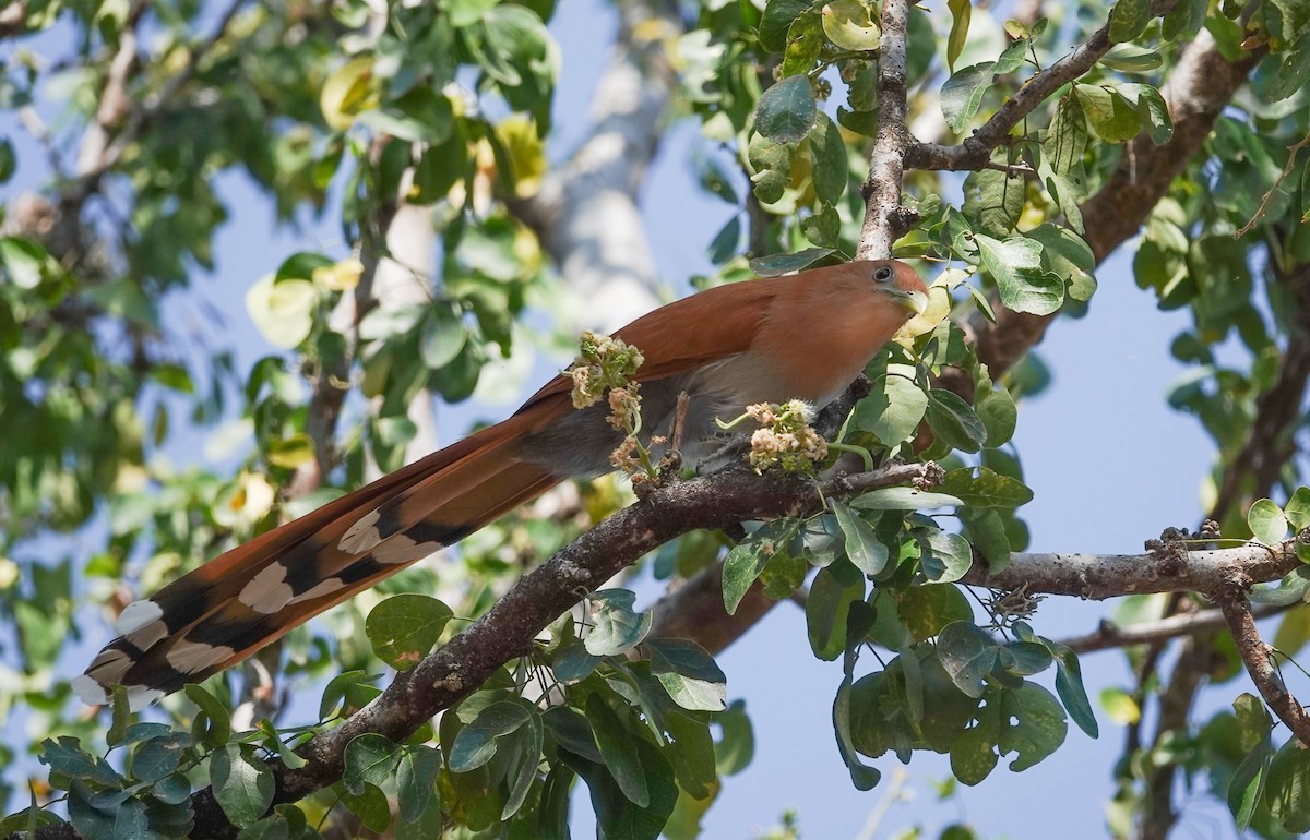 Squirrel Cuckoo (West Mexico) - ML631726863