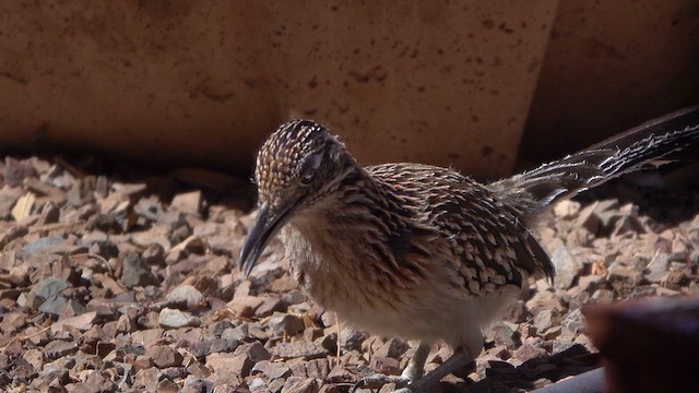 Greater Roadrunner - ML631726870