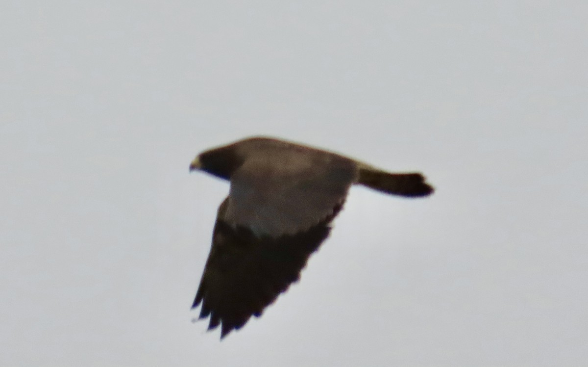 Swainson's Hawk - ML631726924