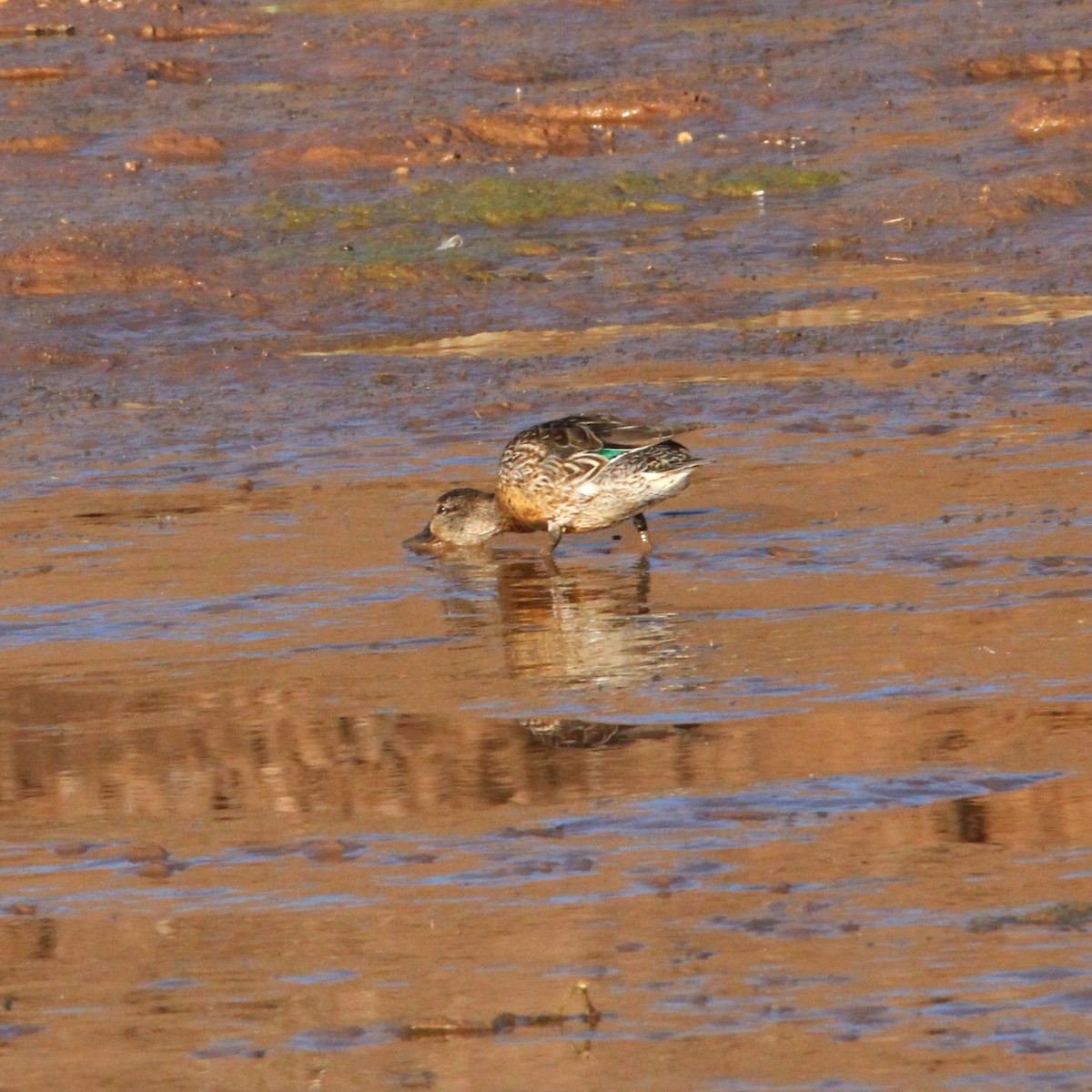 Ногоохон нугас - ML631726969