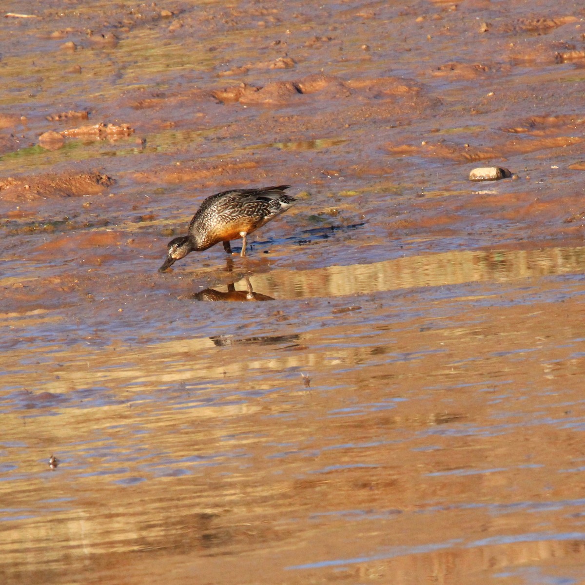 Ногоохон нугас - ML631726976