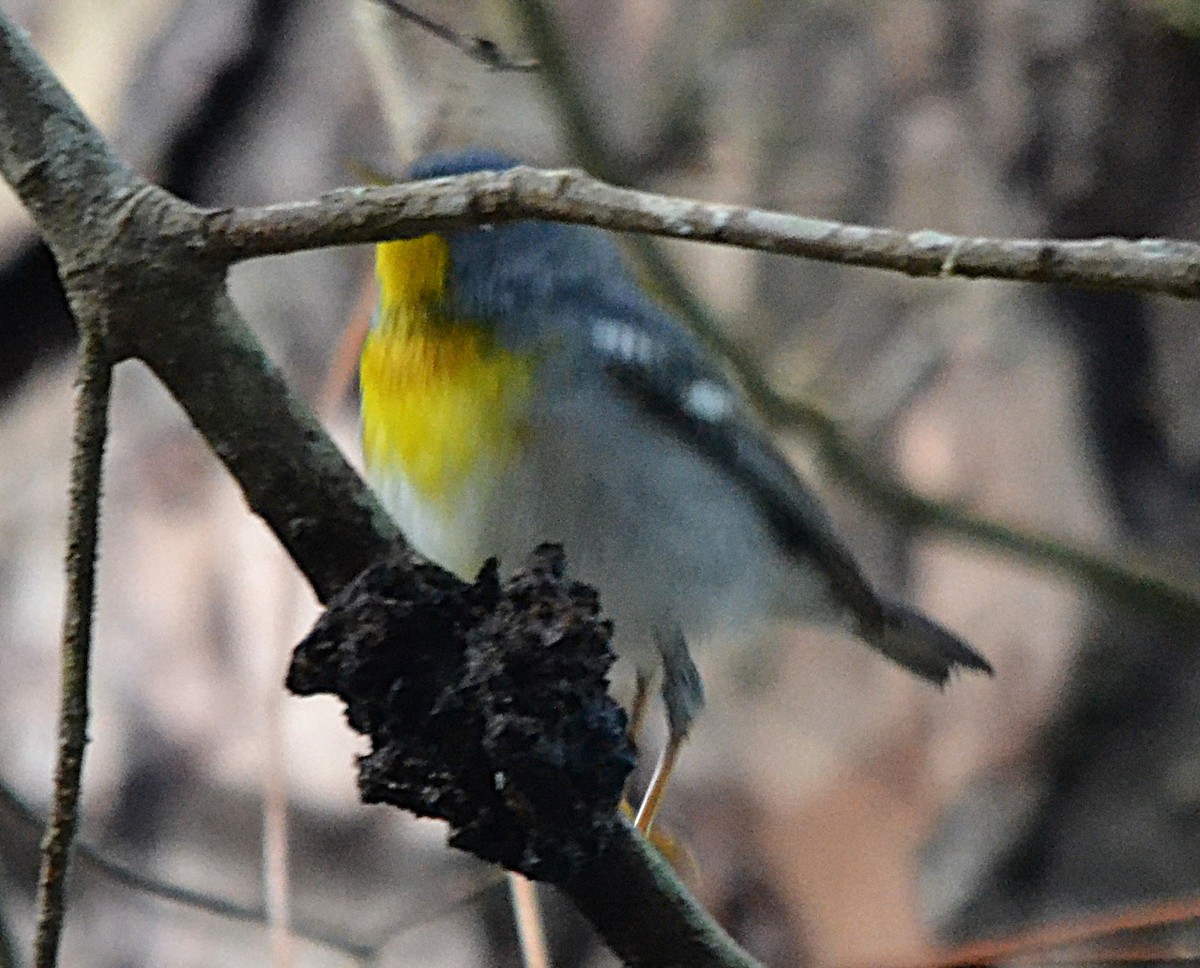 Northern Parula - ML631726986