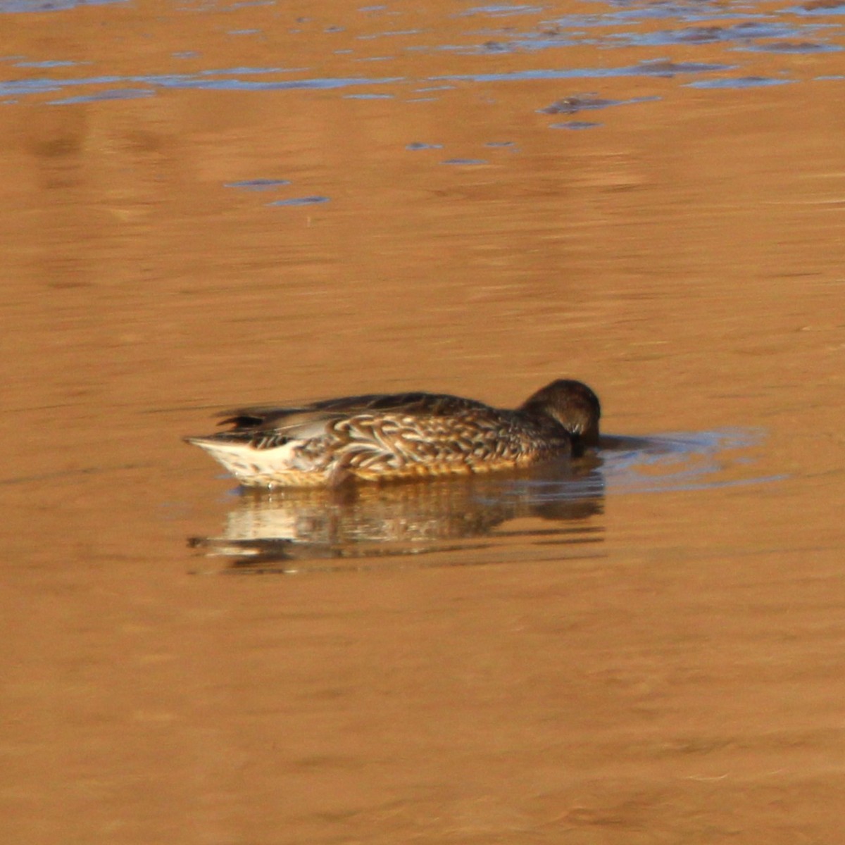 Ногоохон нугас - ML631726989