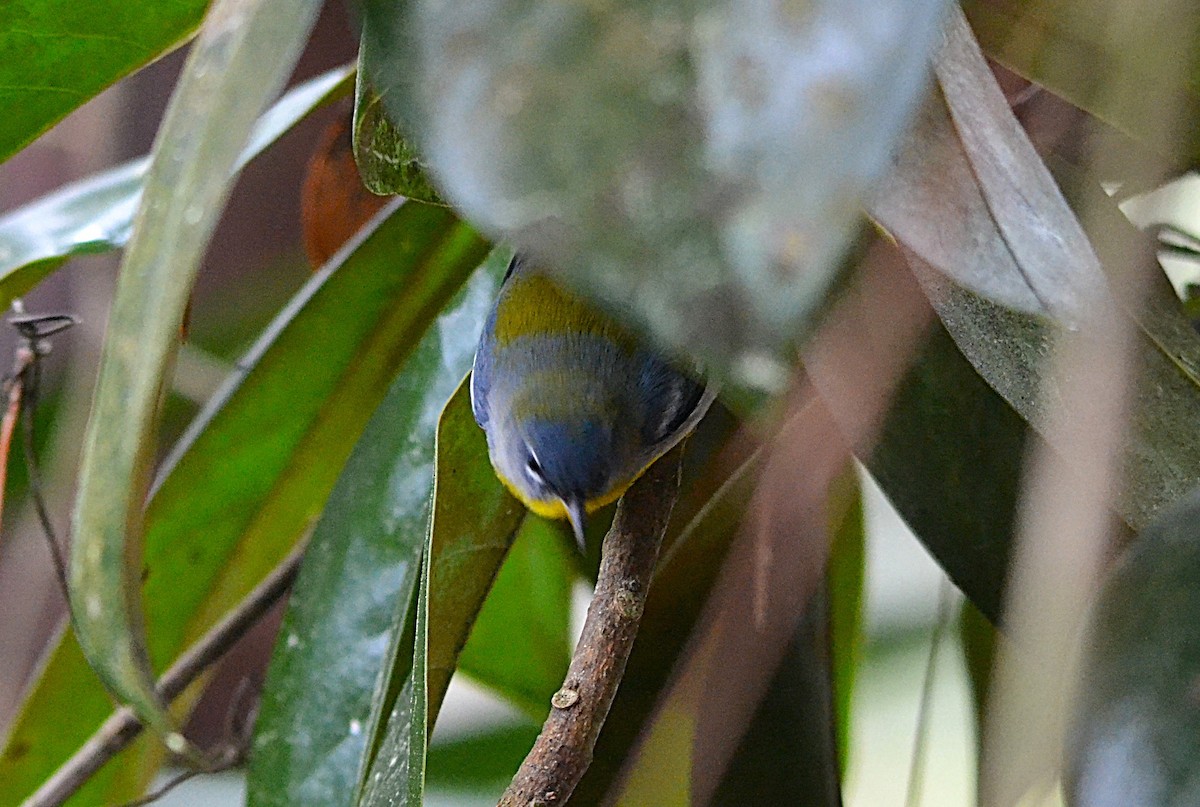 Northern Parula - ML631726990