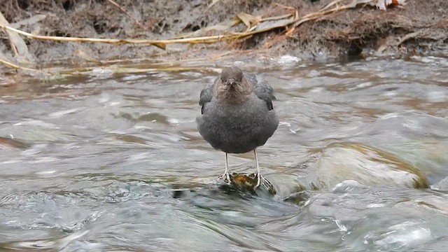 American Dipper - ML631727055