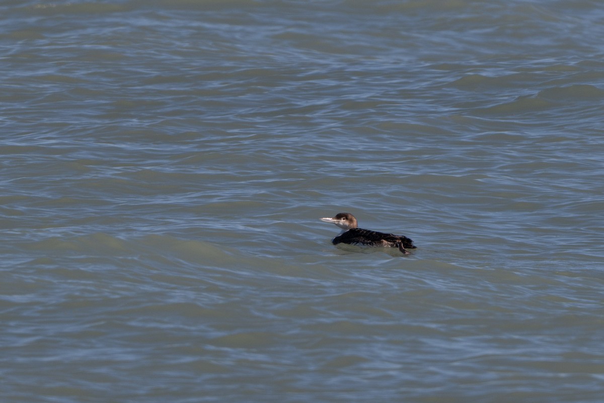 Common Loon - ML631727176