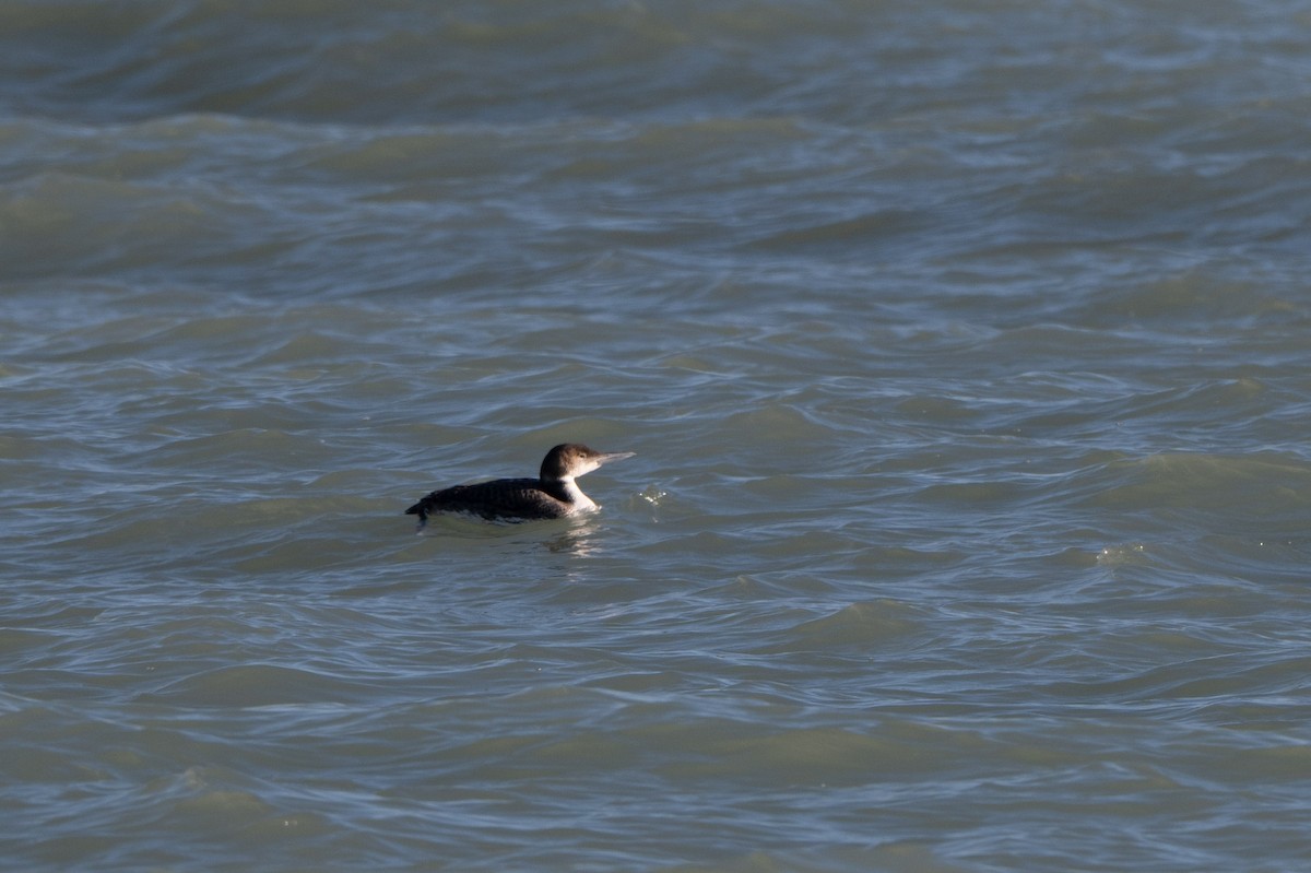 Common Loon - ML631727177