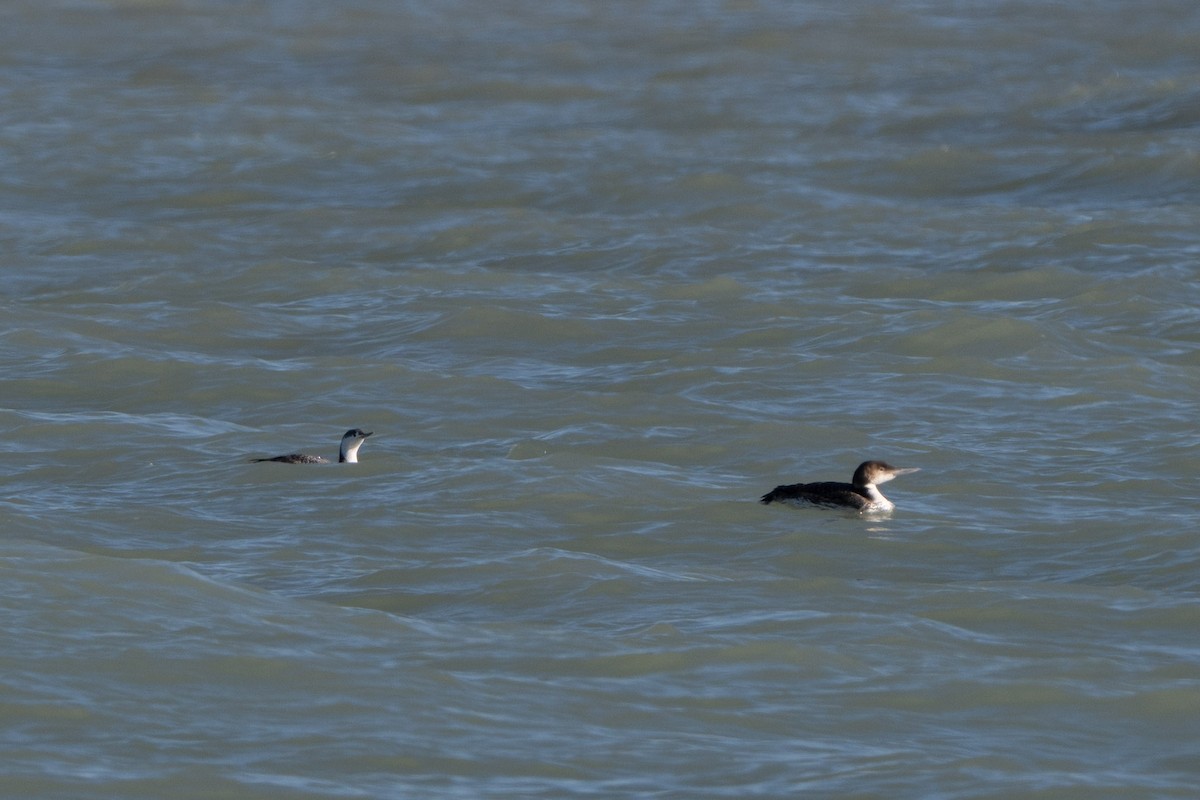 Common Loon - ML631727178