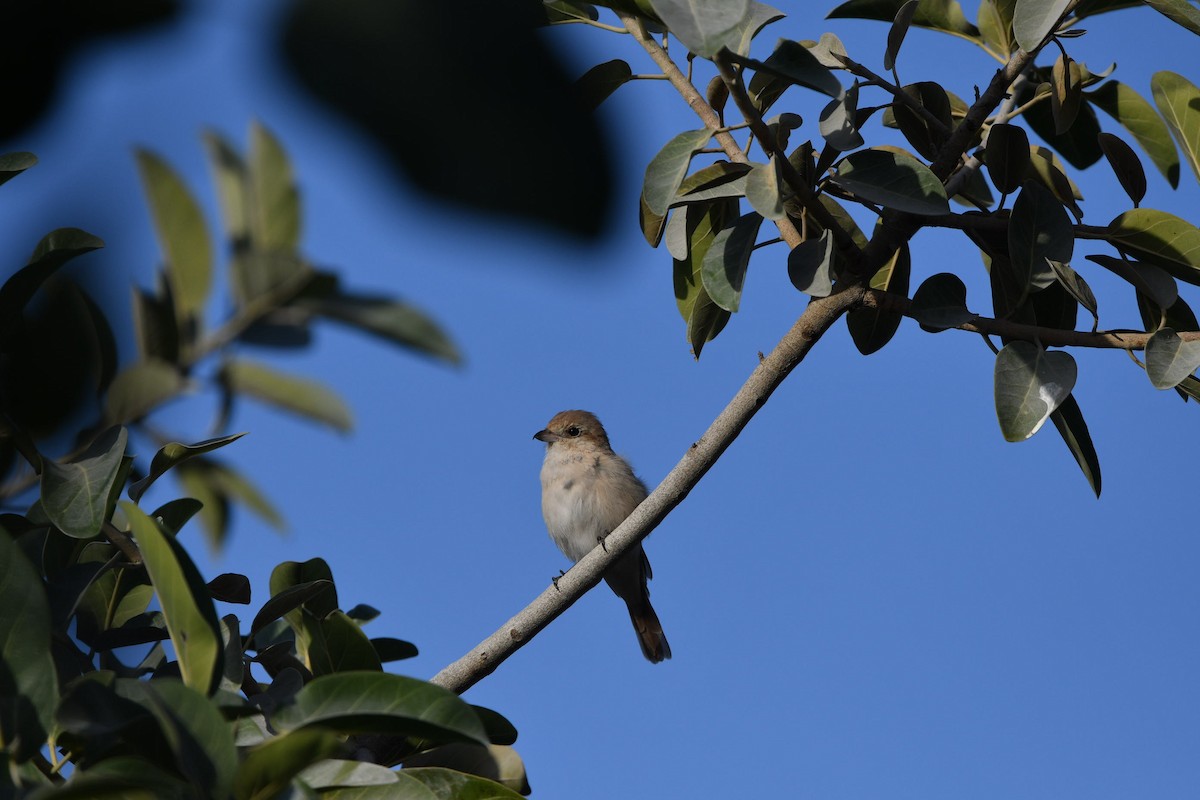 Isabelline Shrike (Daurian) - ML631727501