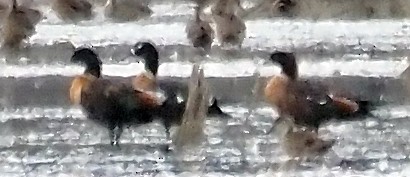Australian Shelduck - ML631727668