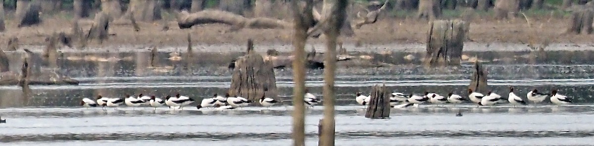 Red-necked Avocet - ML631727689