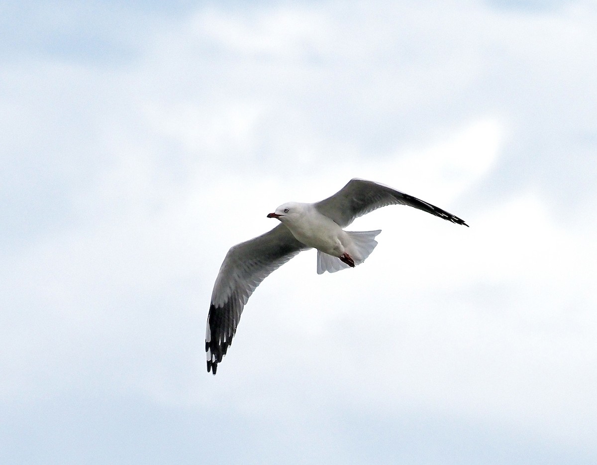 Silver Gull - ML631727706