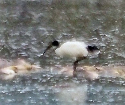 Australian Ibis - ML631727727