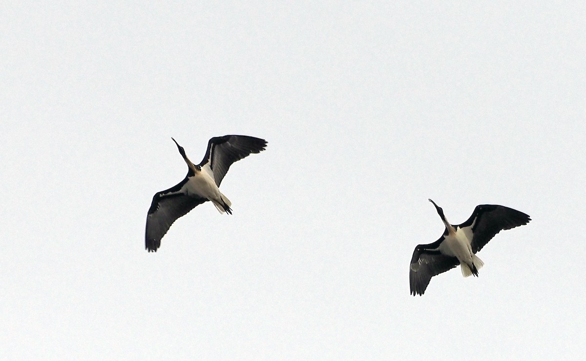 Straw-necked Ibis - ML631727748