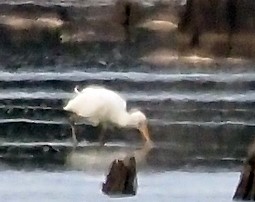 Yellow-billed Spoonbill - ML631727764