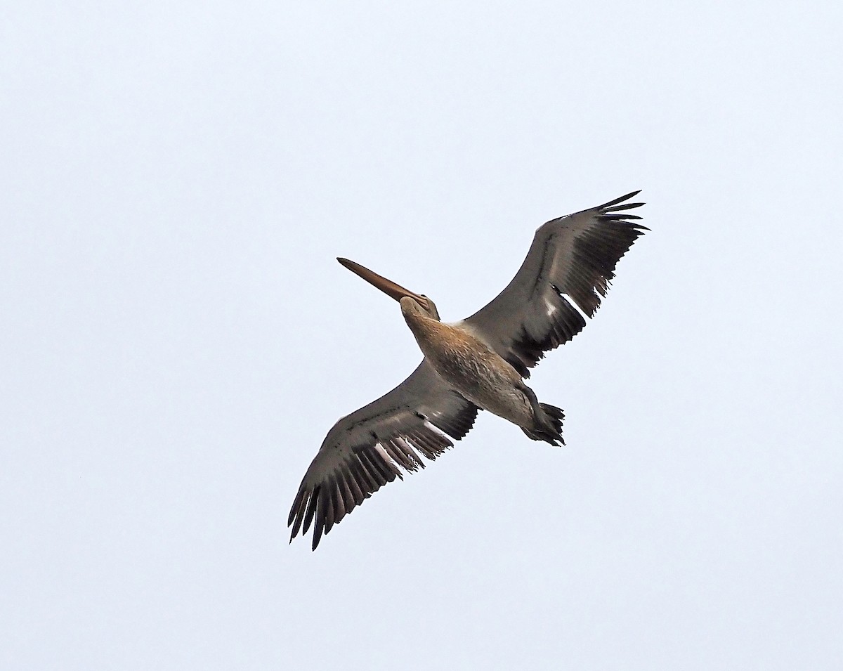 Australian Pelican - ML631727779