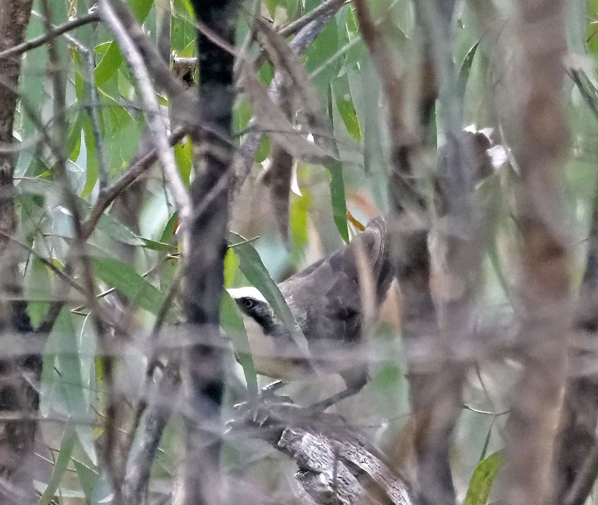 Gray-crowned Babbler - ML631727872