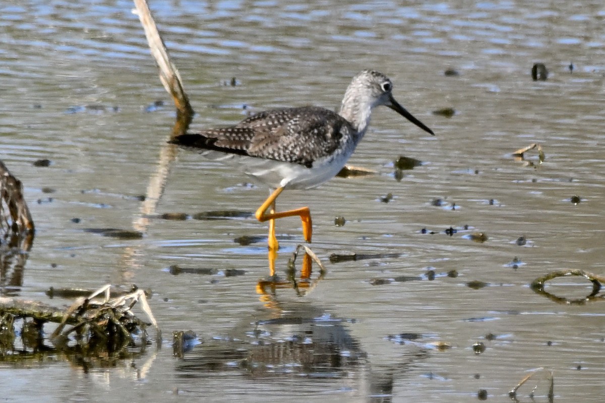 Greater Yellowlegs - ML631727884