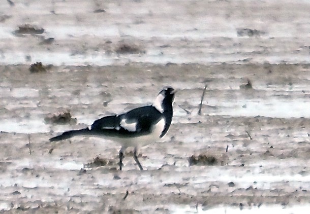 Magpie-lark - ML631727894