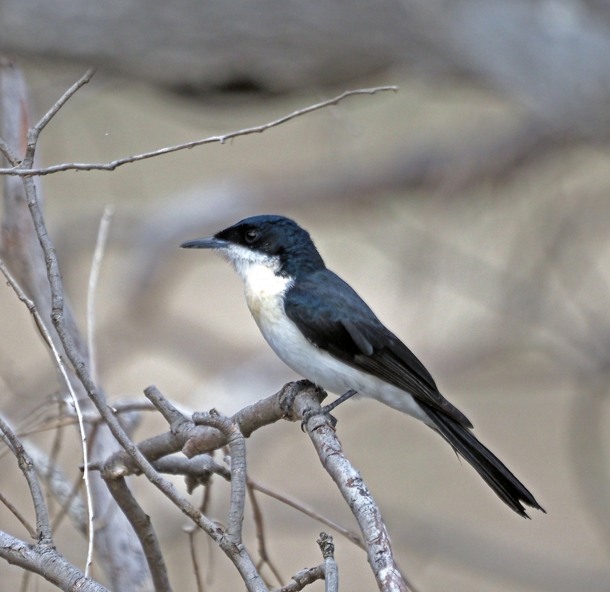 Restless Flycatcher - ML631727918